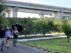 IMG_8511梨の季節