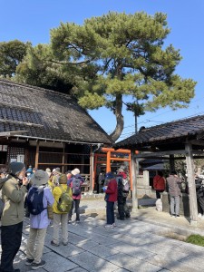 IMG_9031犀川神社の立派な松